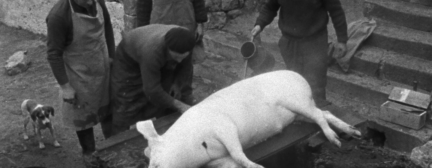The Pig
